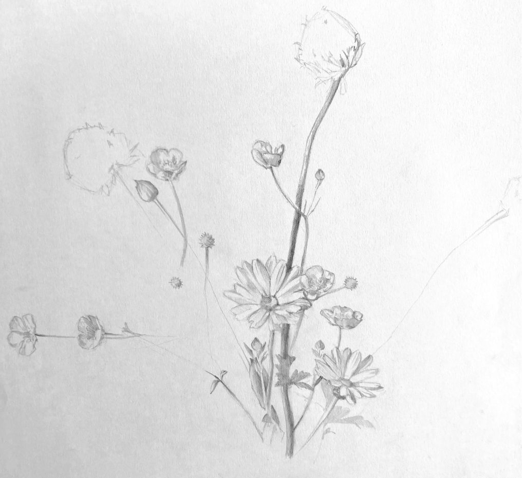 pencil drawing by Emily Roberts