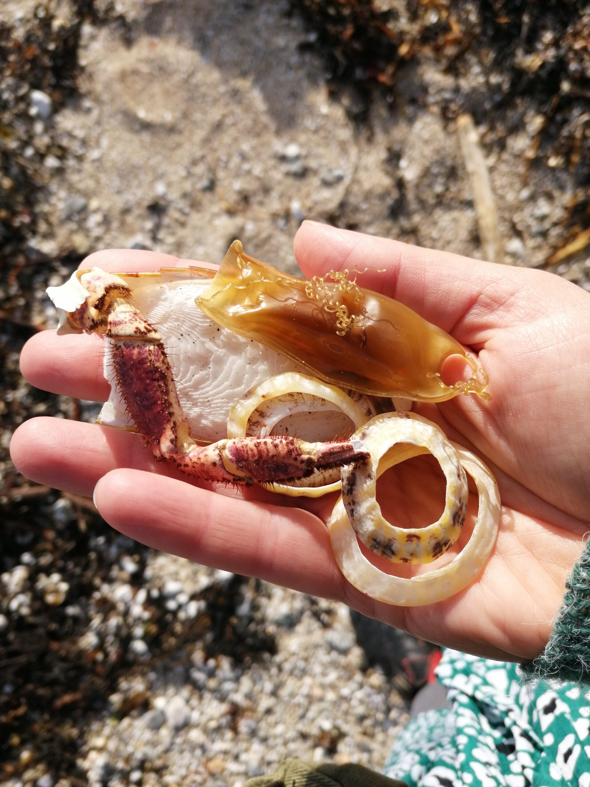 Objects found on the beach